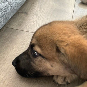 Meet your Posher, Alma rosa